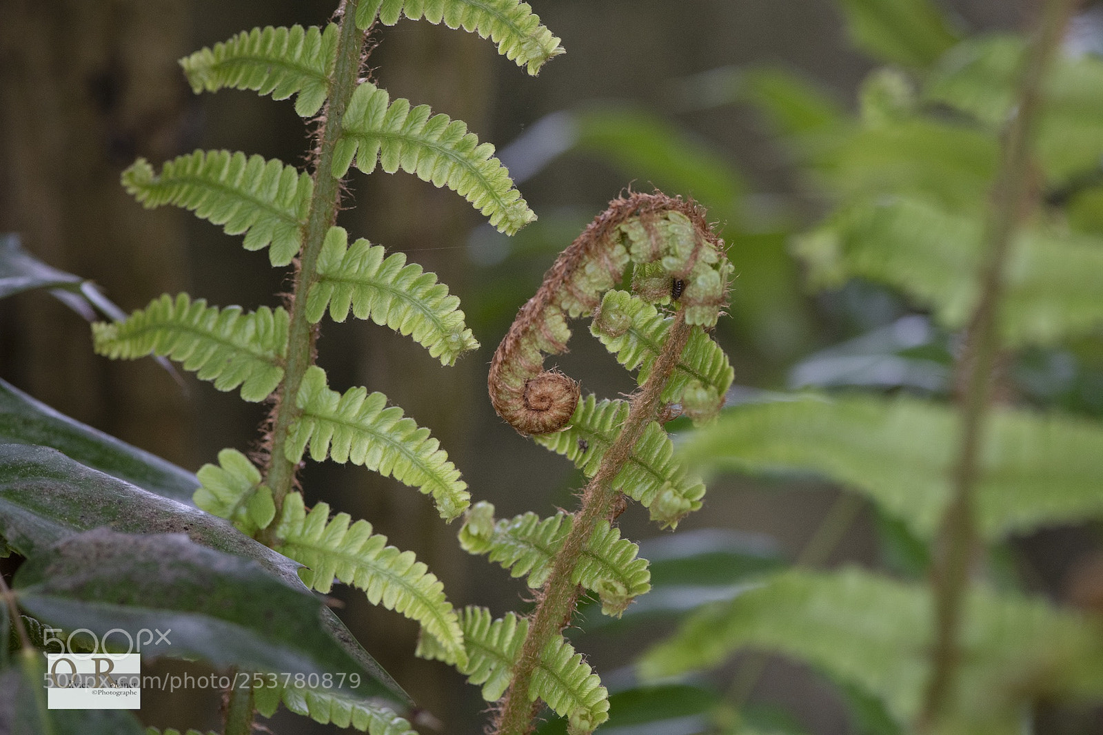 Nikon D850 sample photo. Jardin imp photography