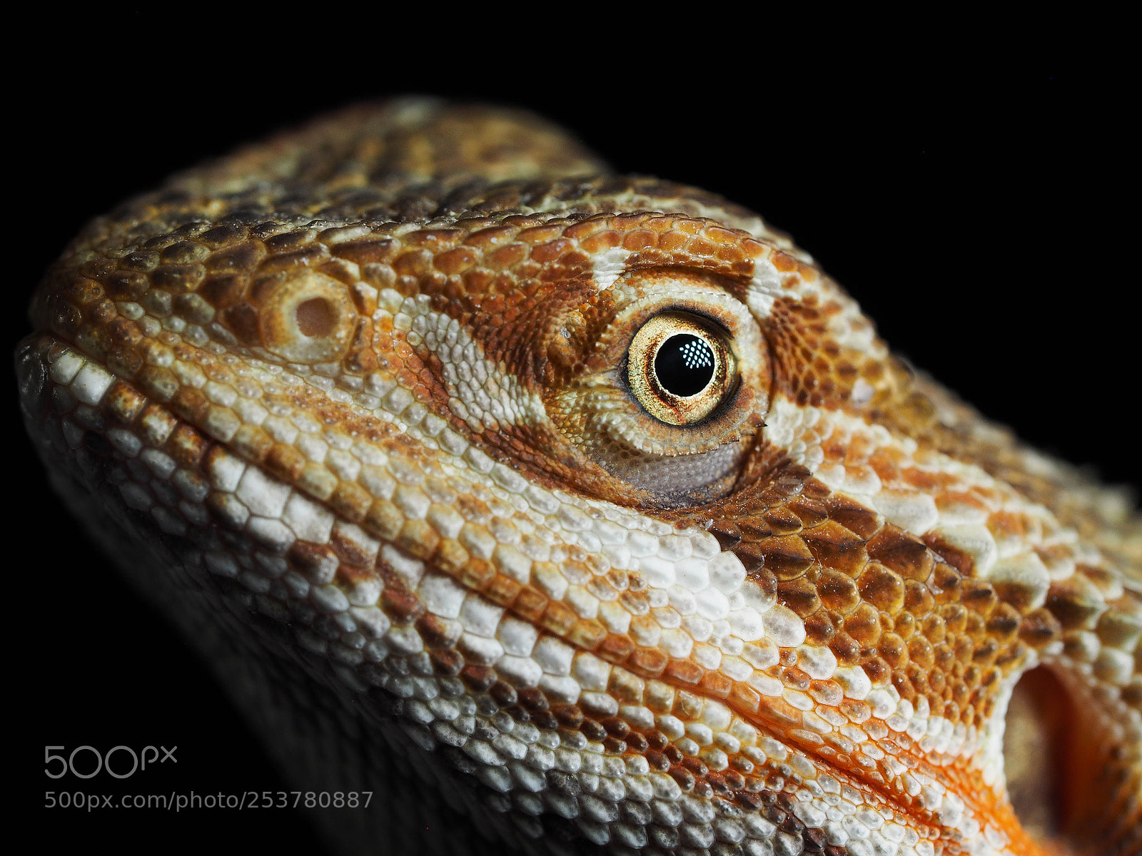 Olympus OM-D E-M1 sample photo. Lizard photography