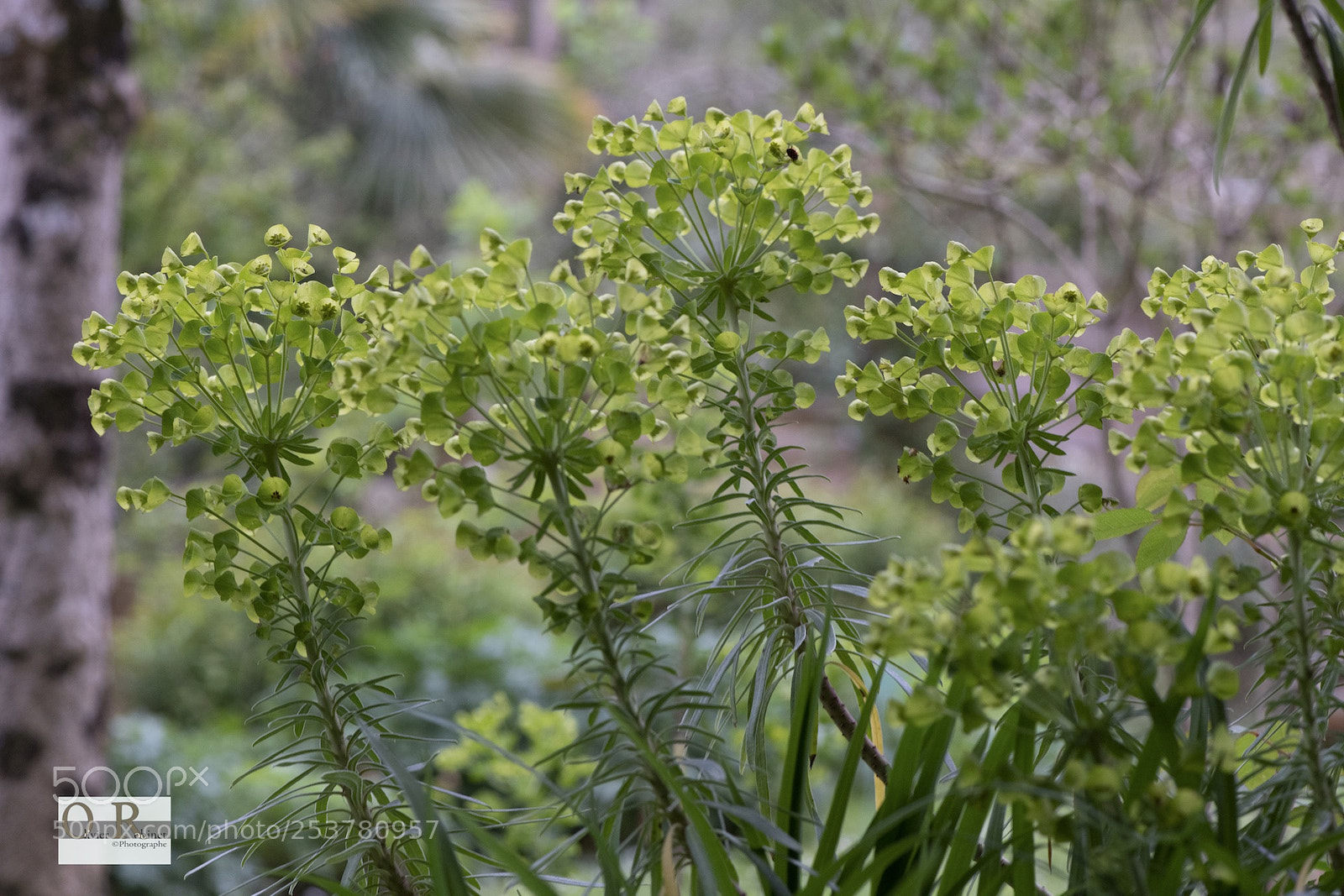 Nikon D850 sample photo. Jardin imp photography