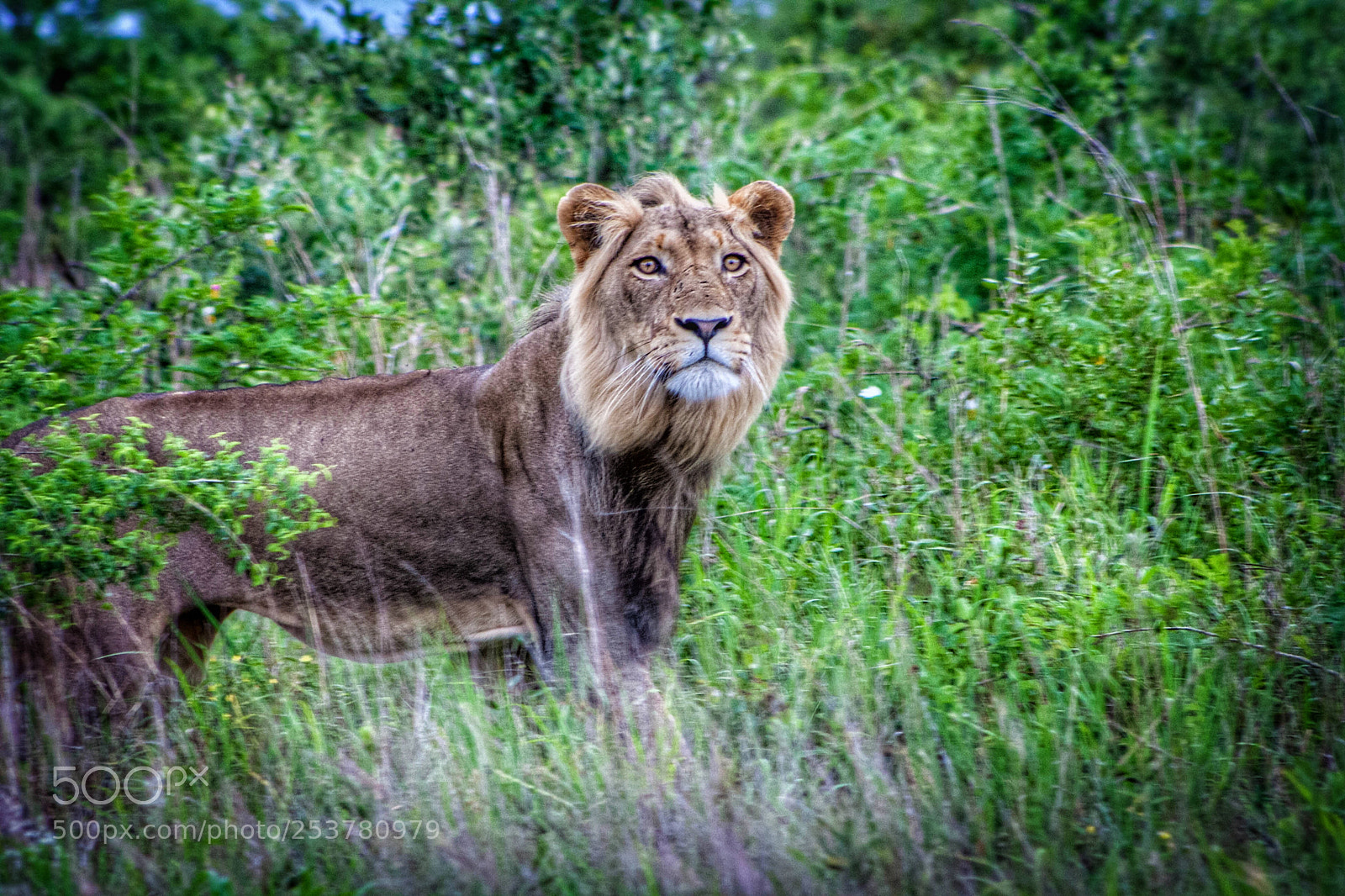 Canon EOS 1000D (EOS Digital Rebel XS / EOS Kiss F) sample photo. Lion photography