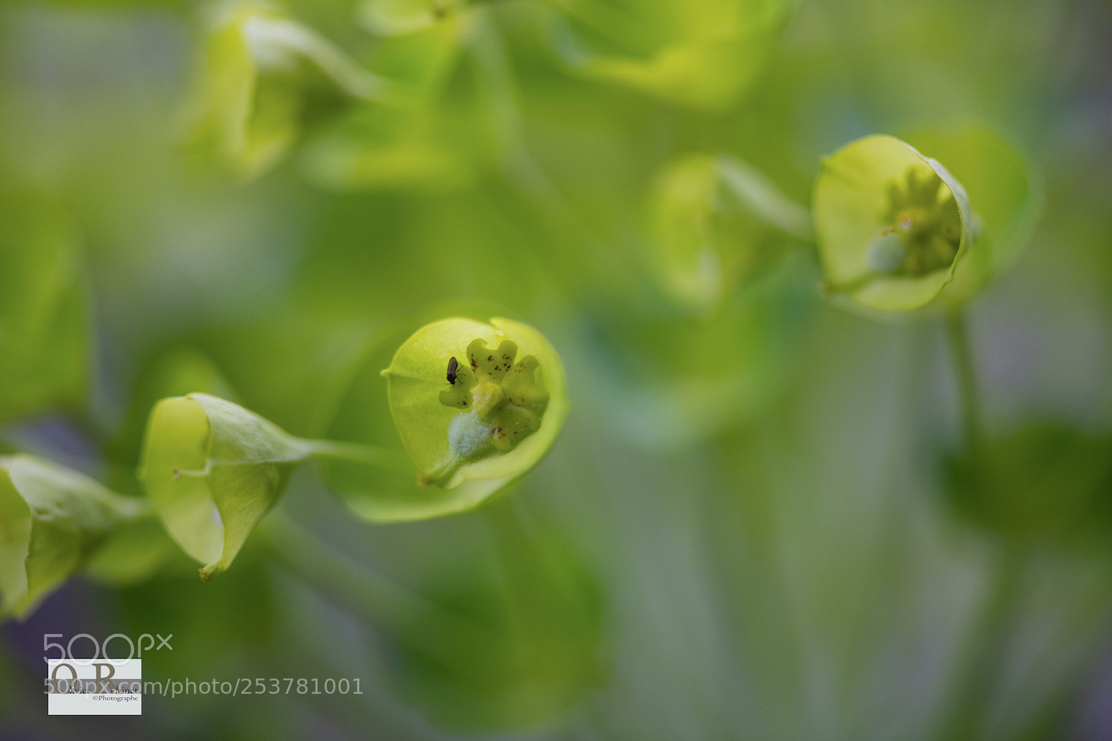 Nikon D850 sample photo. Jardin imp photography