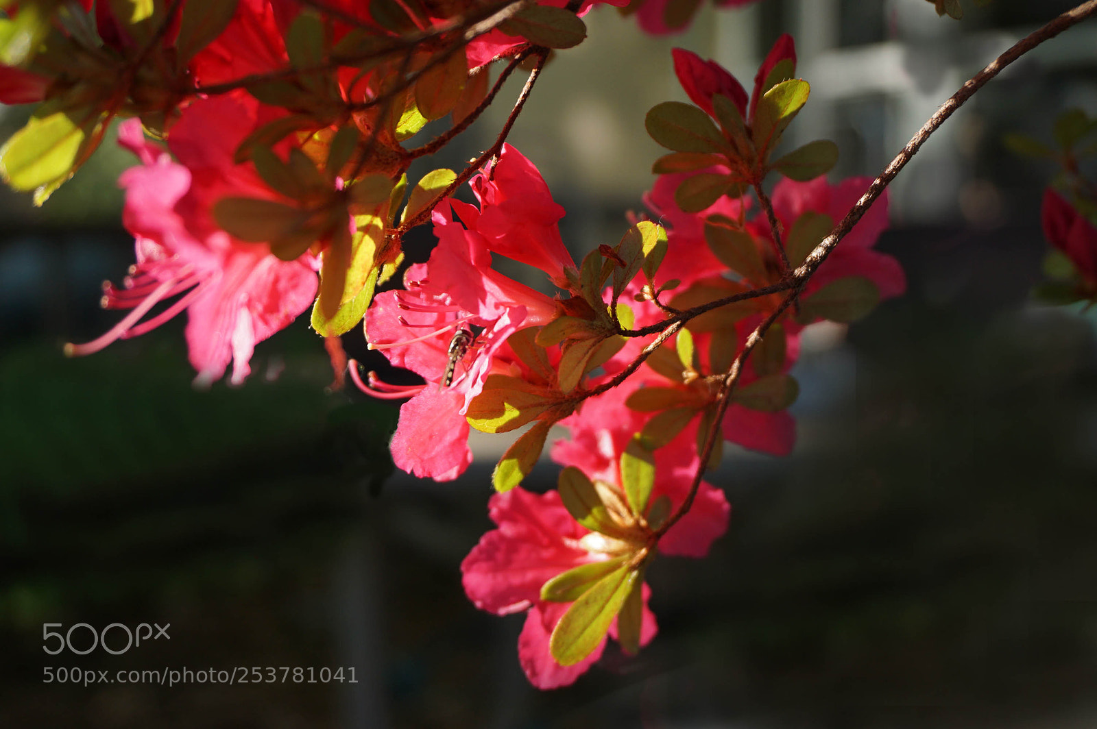 Sony a6000 sample photo. Azalea and guest photography