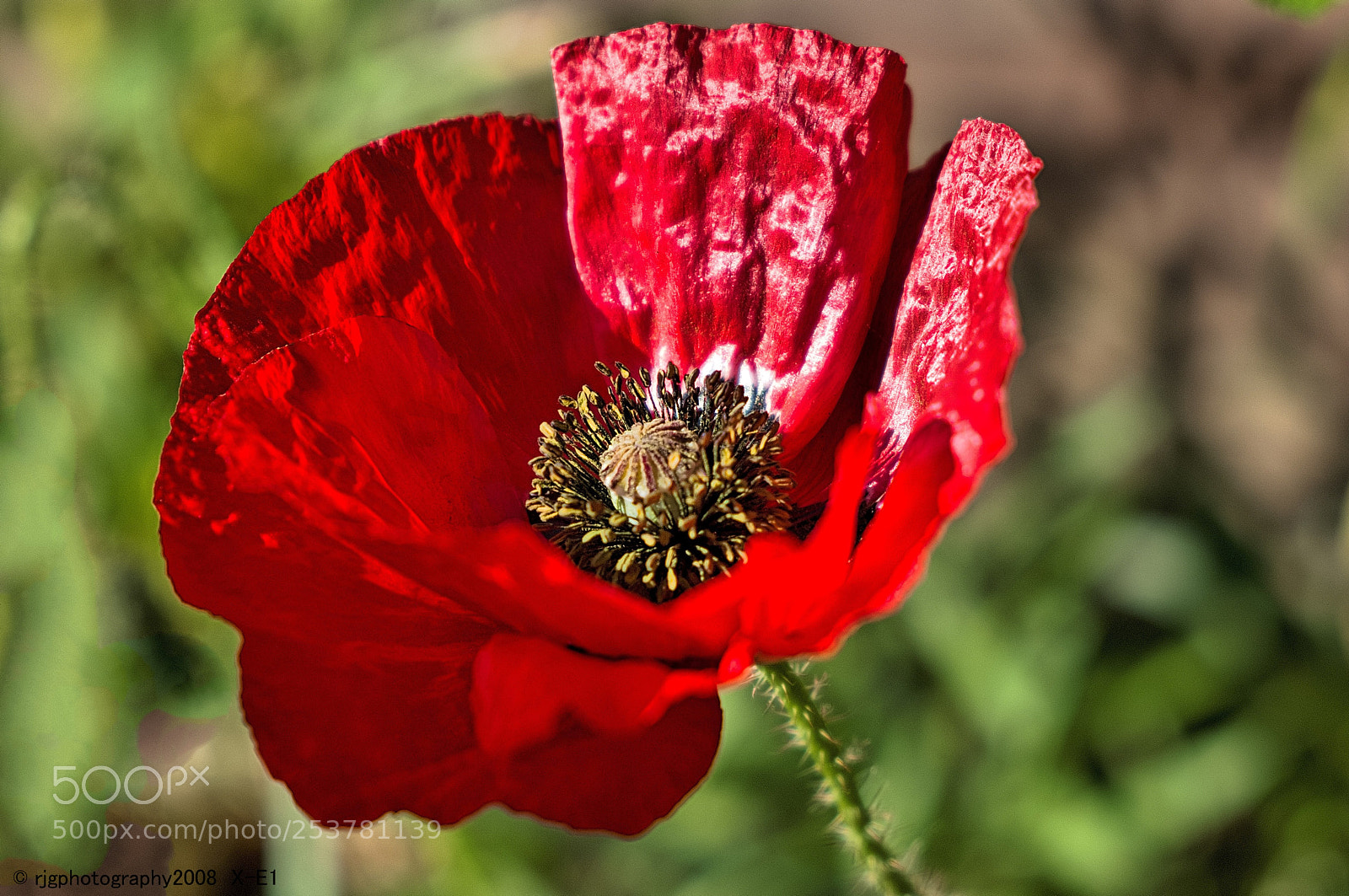 Fujifilm X-E1 sample photo. Poppy photography