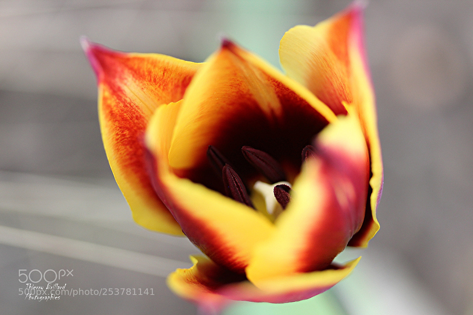 Canon EOS 600D (Rebel EOS T3i / EOS Kiss X5) sample photo. Tulip photography
