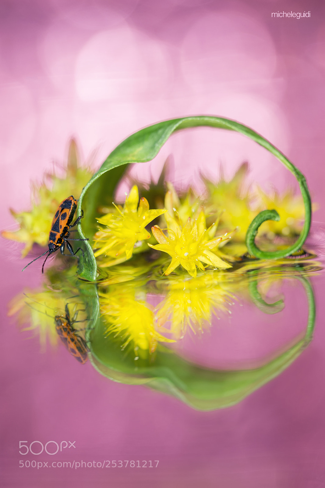 Nikon D7200 sample photo. Pyrrhocoris apterus photography