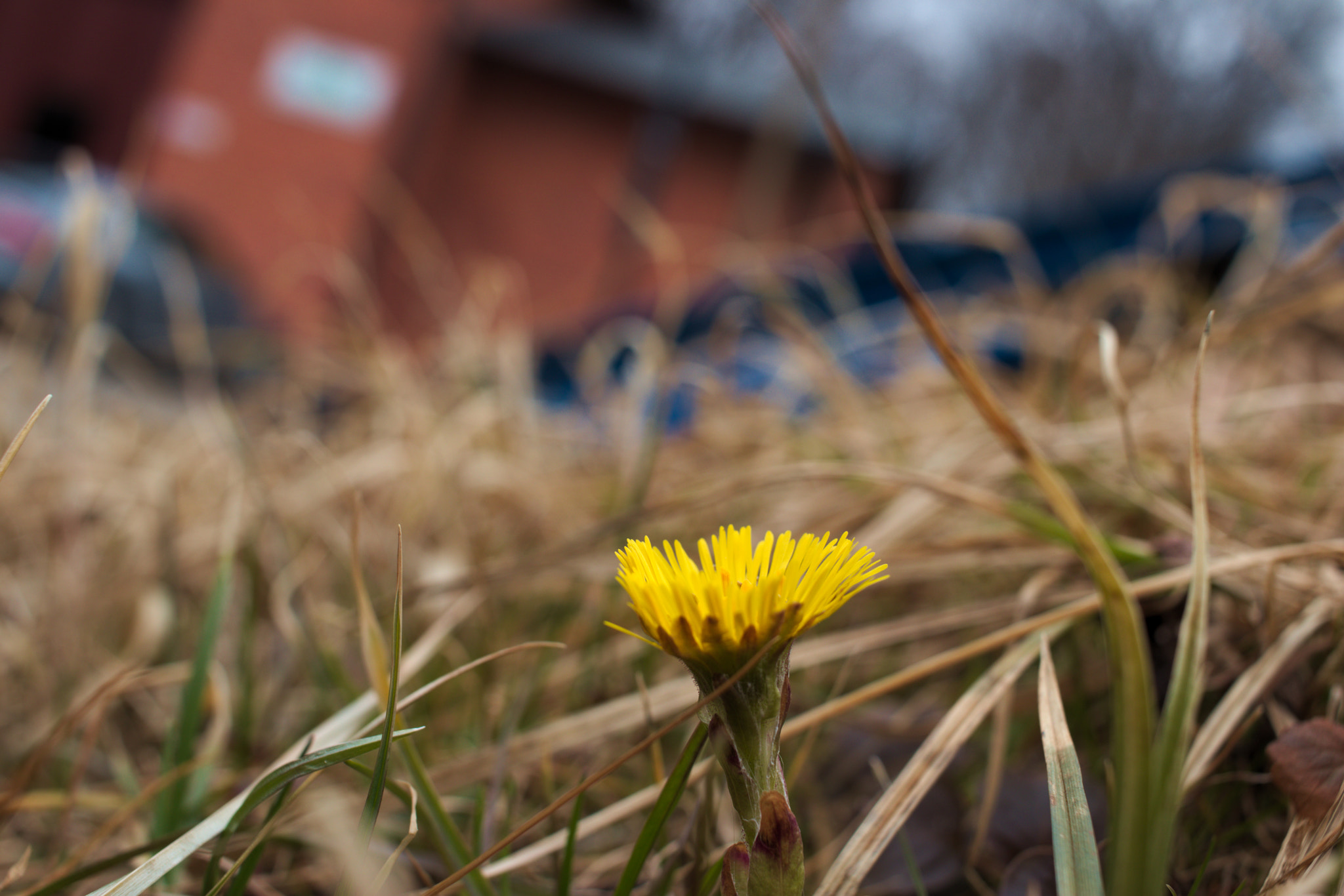 Canon EF-S 24mm F2.8 STM sample photo