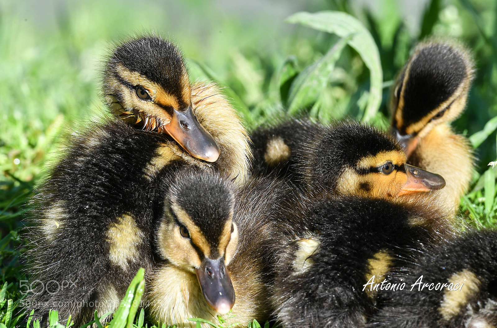 Nikon D5 sample photo. Ducklings photography