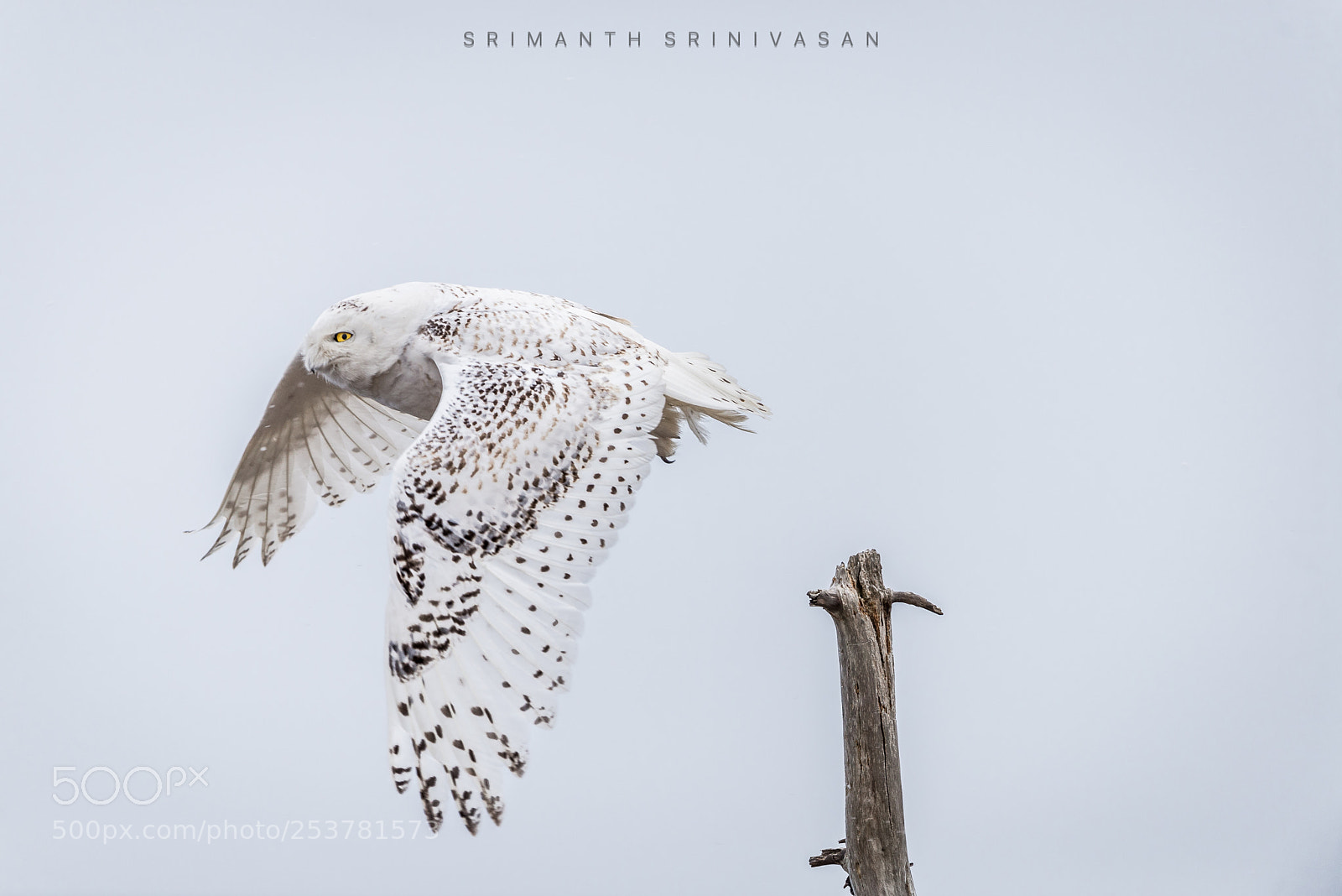 Nikon D610 sample photo. Snowy owl photography