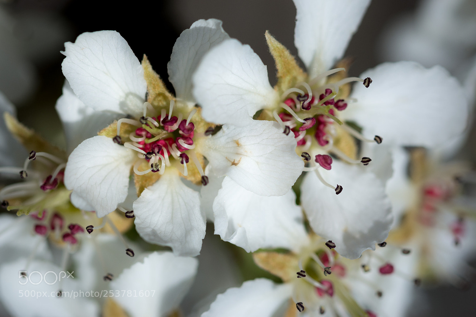 Nikon D7100 sample photo. Flower power #6 photography