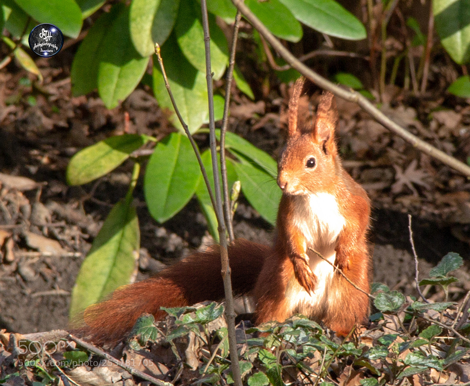 Canon EOS 60D sample photo. Squirrels in the park photography