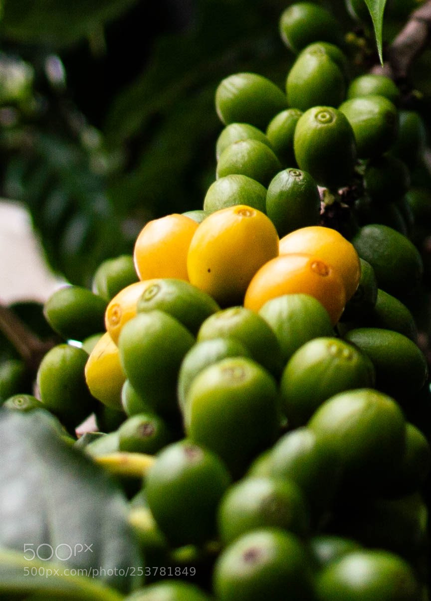Nikon D3200 sample photo. Brazilian coffee bean. photography