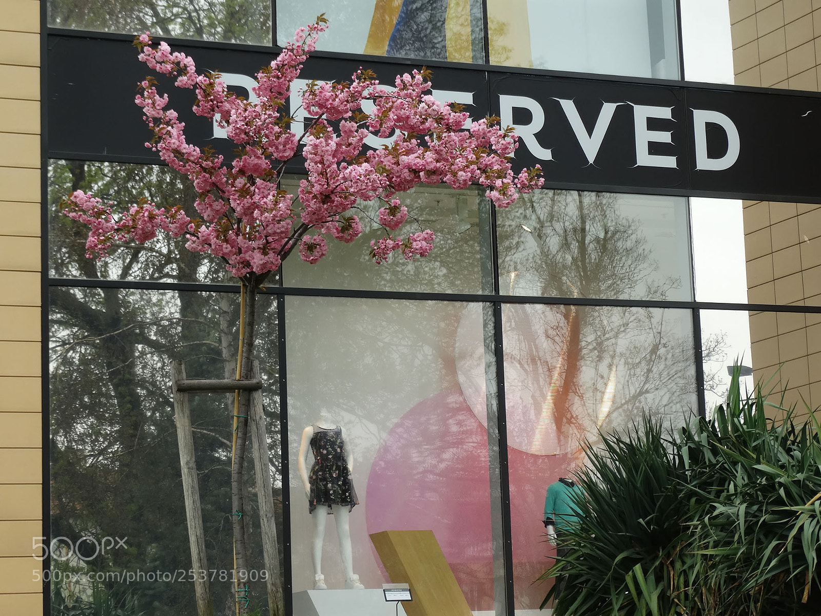 Sony Cyber-shot DSC-HX300 sample photo. La vie en rose photography