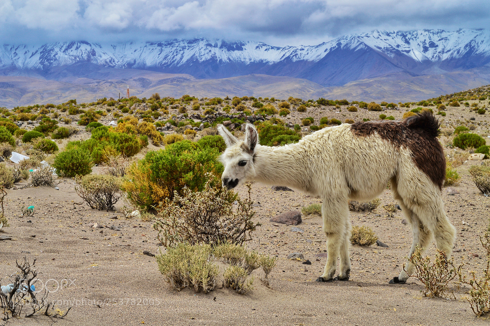 Nikon D3200 sample photo. Altiplano photography