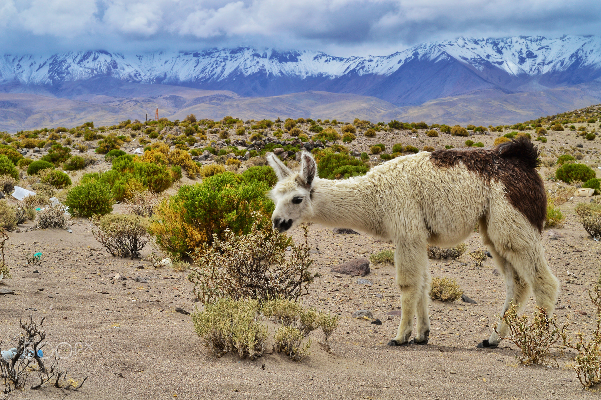 Altiplano