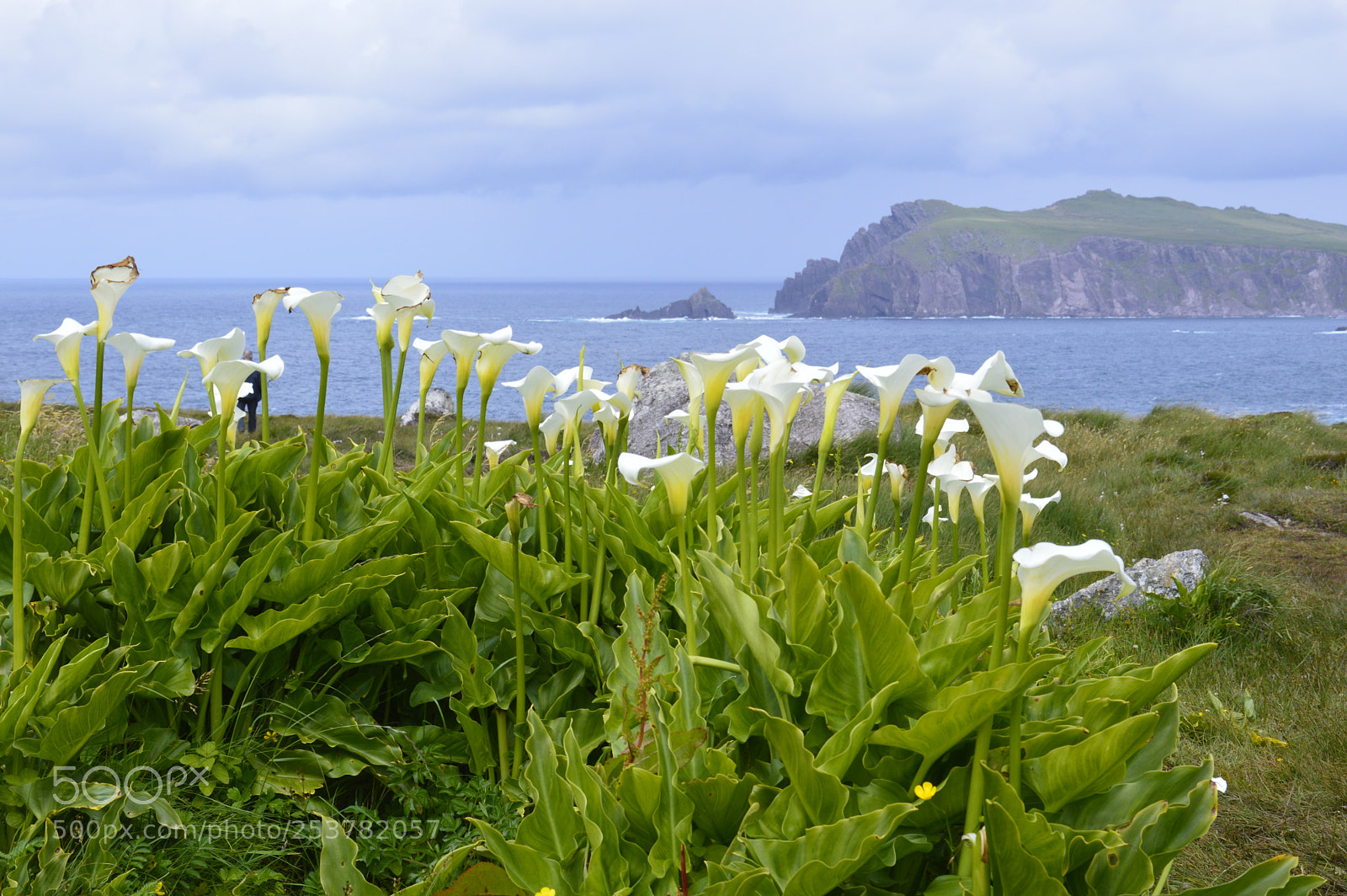 Nikon D3200 sample photo. A lot of datura. photography