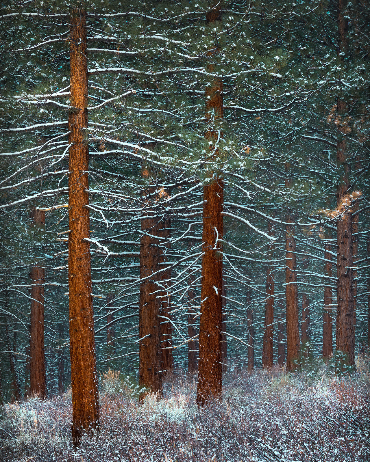 Canon EOS 5D Mark IV sample photo. Snow painting photography