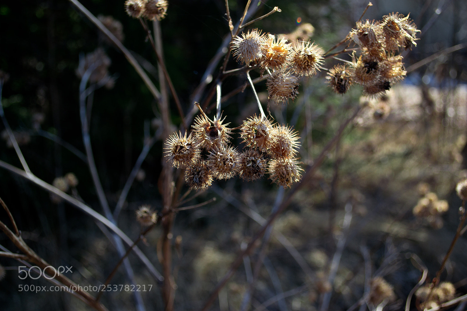 Nikon D3100 sample photo. колючки photography
