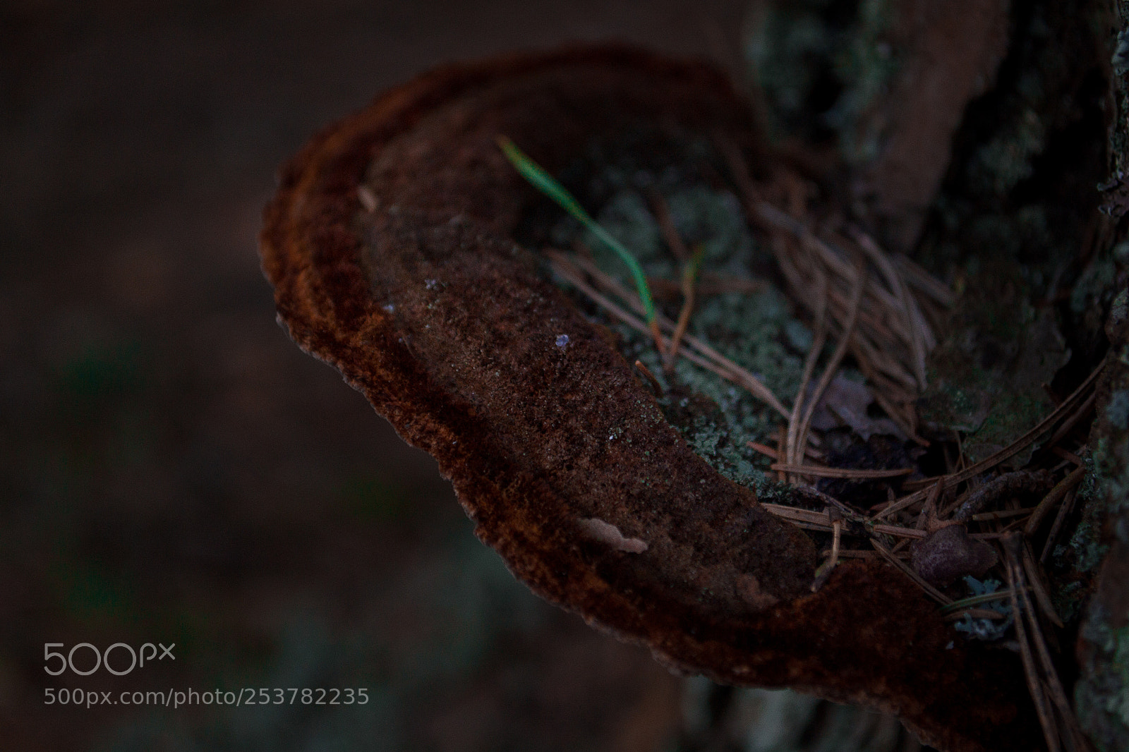 Nikon D3100 sample photo. лесной житель photography
