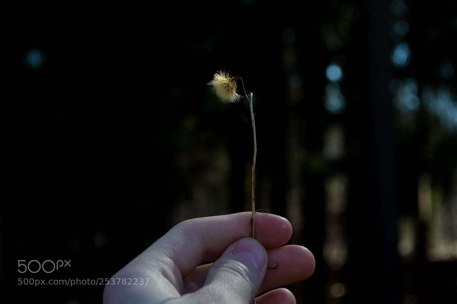 Nikon D3100 sample photo. красота в деталях photography