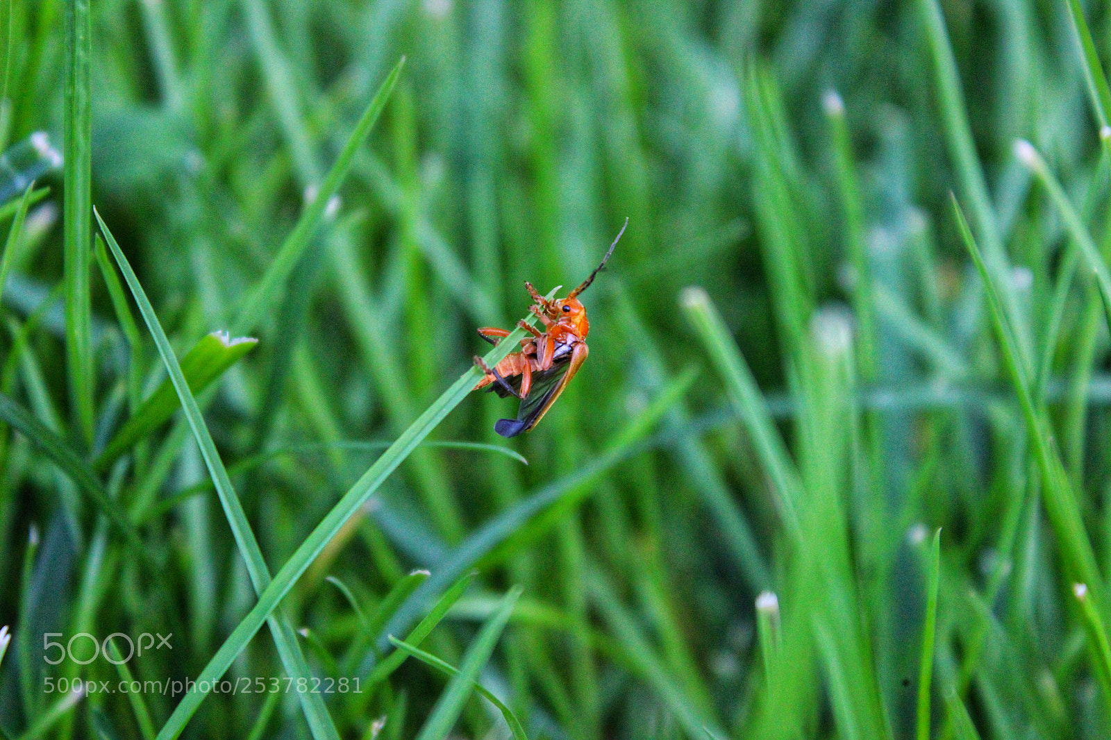 Canon EOS 600D (Rebel EOS T3i / EOS Kiss X5) sample photo. İnsect photography
