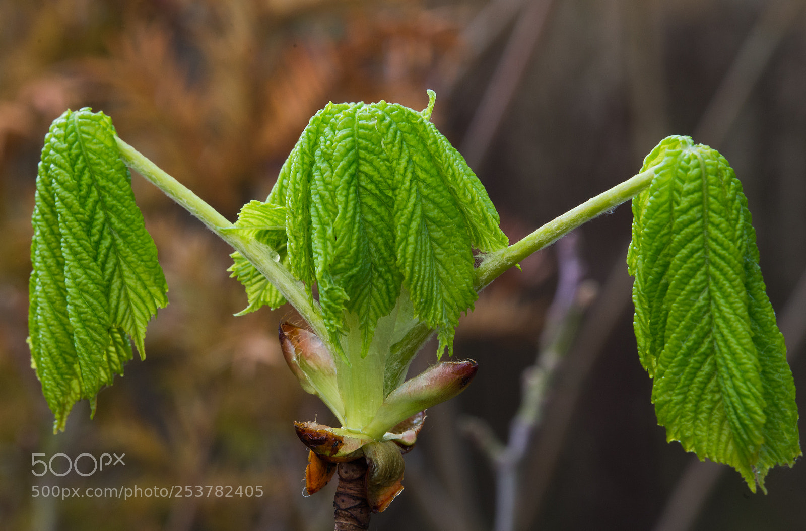 Nikon D600 sample photo. Spring green photography