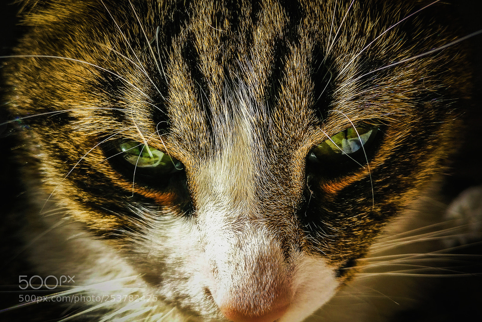 OnePlus A3003 sample photo. Angry look photography