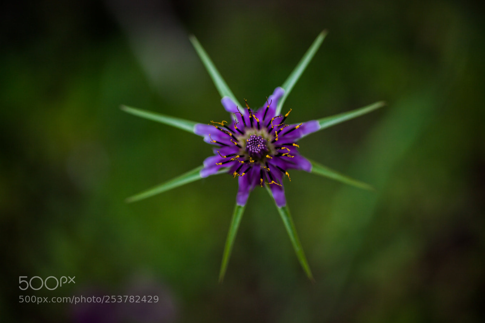 Canon EOS 5D Mark II sample photo. Star flower photography