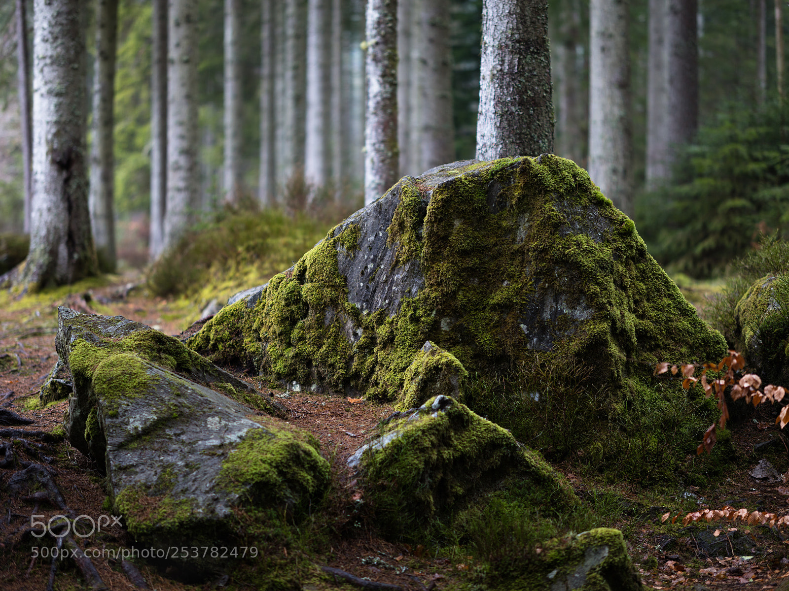 Canon EOS 5DS R sample photo. A forest photography