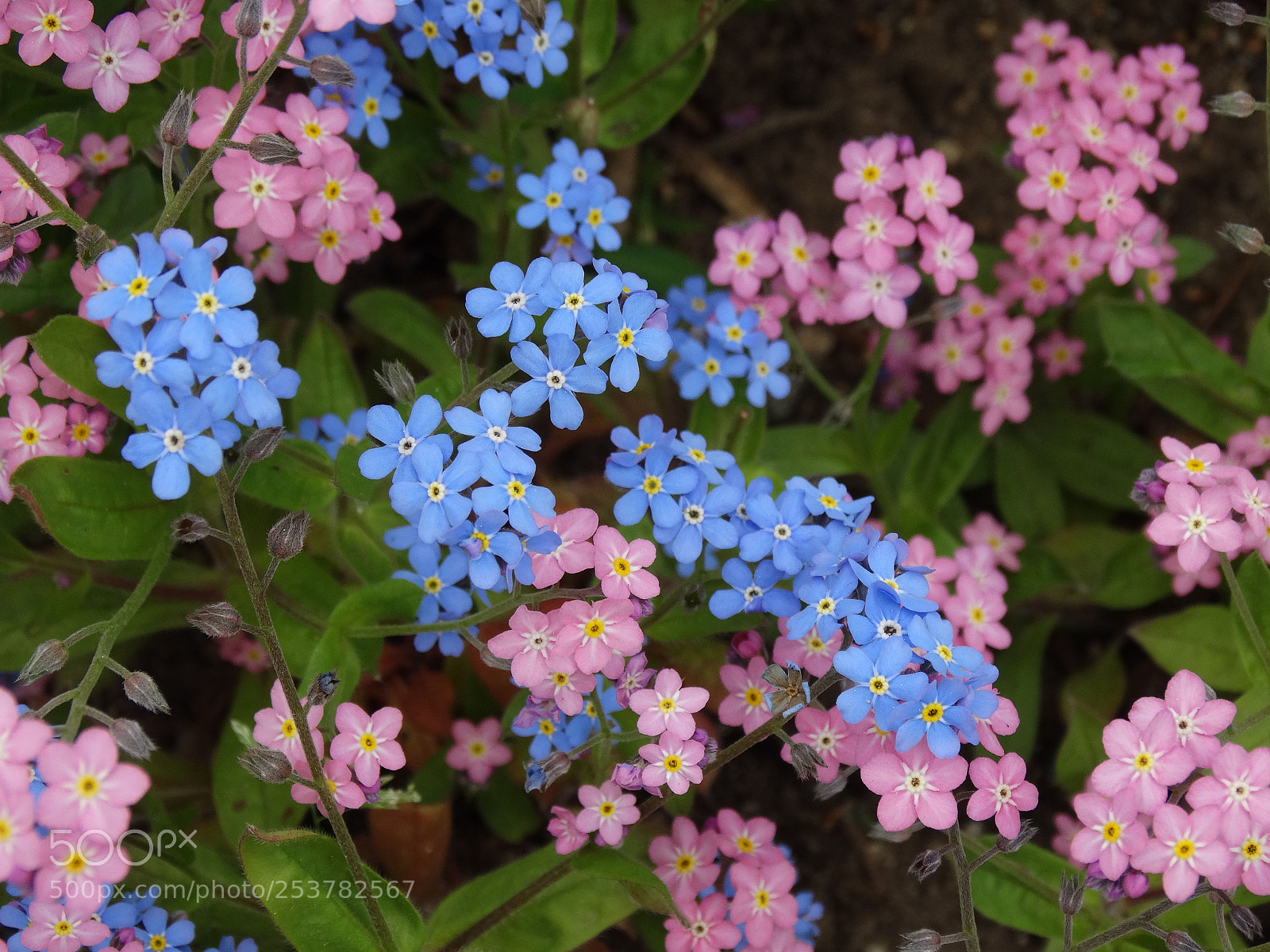 Sony Cyber-shot DSC-HX300 sample photo. Spring photography
