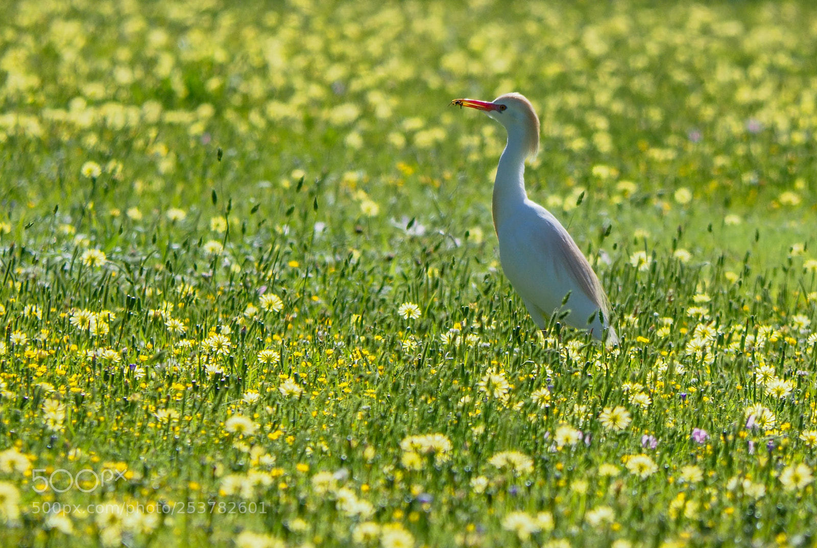 Olympus OM-D E-M1 Mark II sample photo. Bird photography