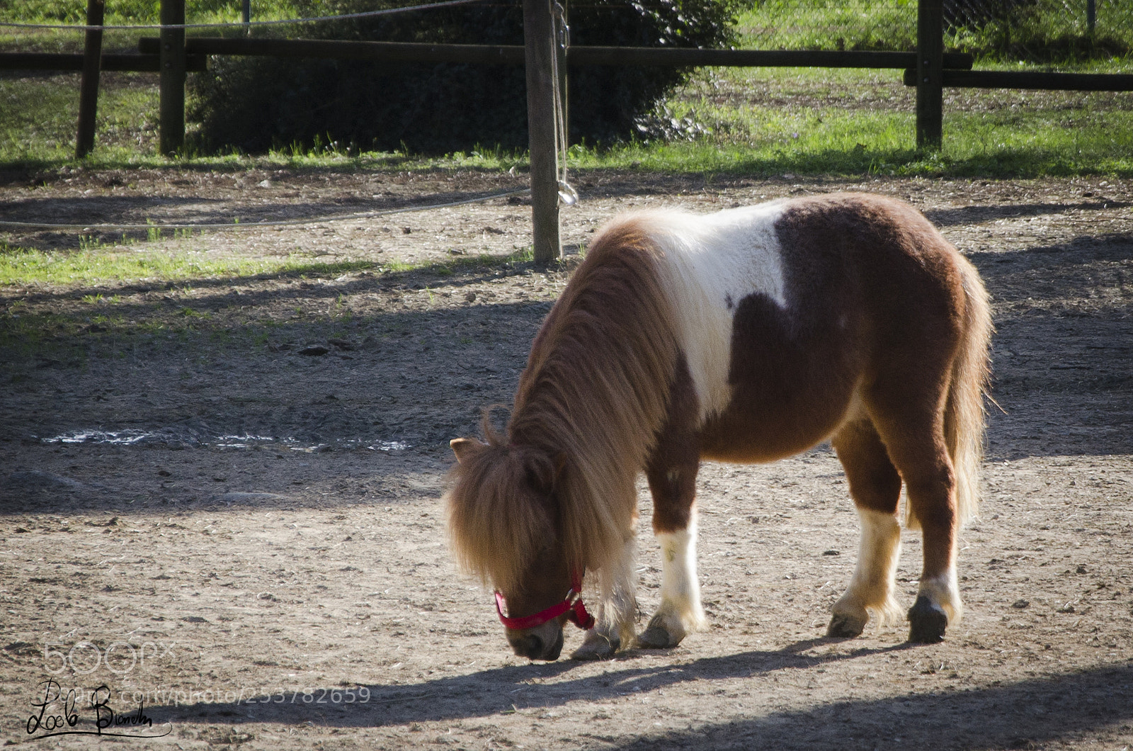 Nikon D5100 sample photo. Poni photography