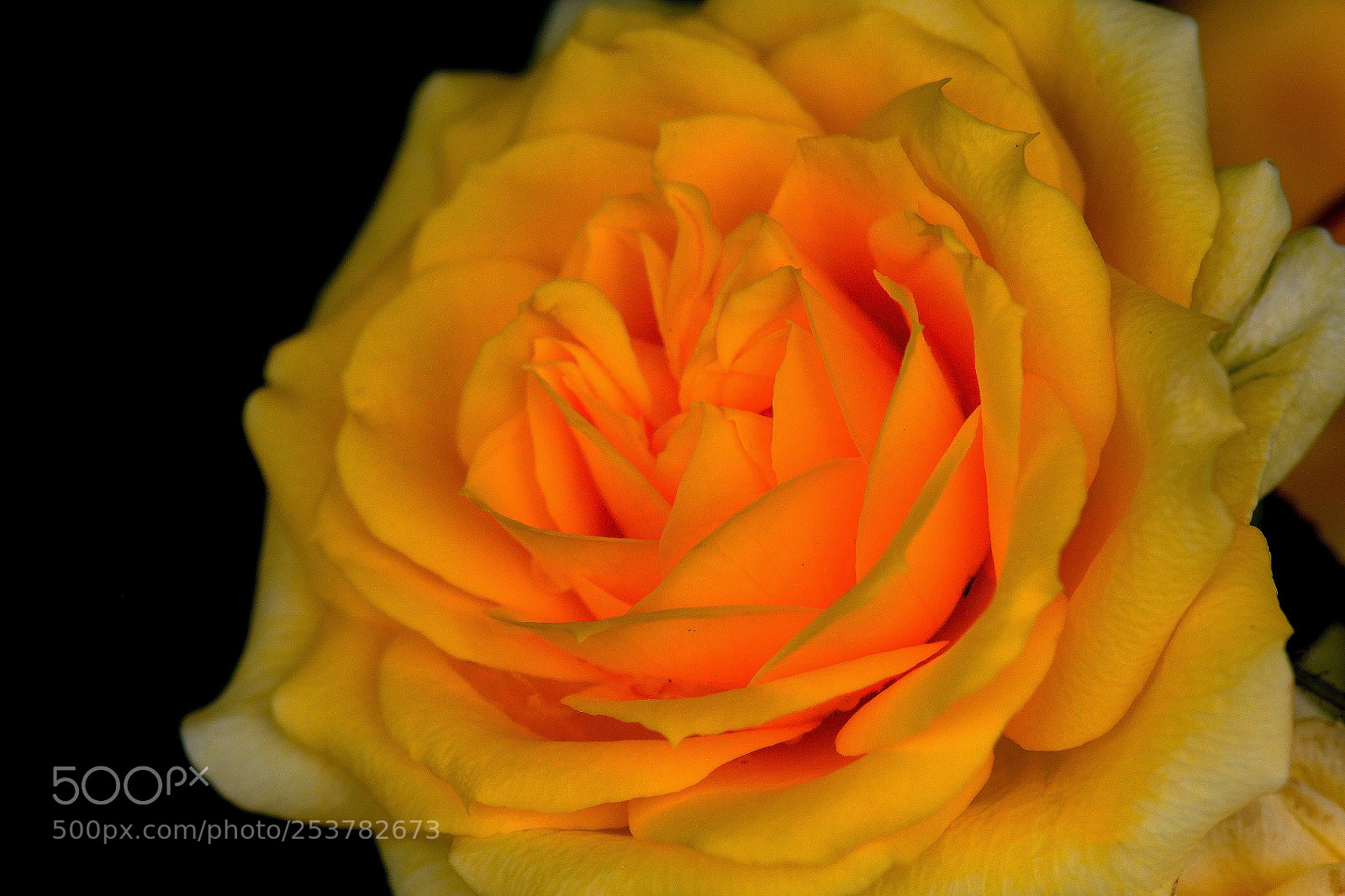 Nikon D7100 sample photo. A stunning yellow rose. photography