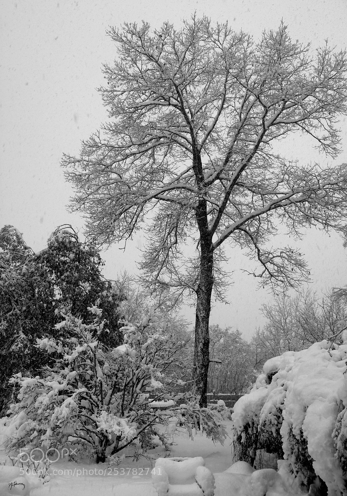 Canon EOS 550D (EOS Rebel T2i / EOS Kiss X4) sample photo. Winter's final blast photography