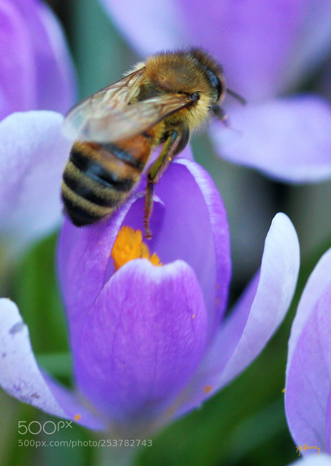Canon EOS 550D (EOS Rebel T2i / EOS Kiss X4) sample photo. First flower of spring photography