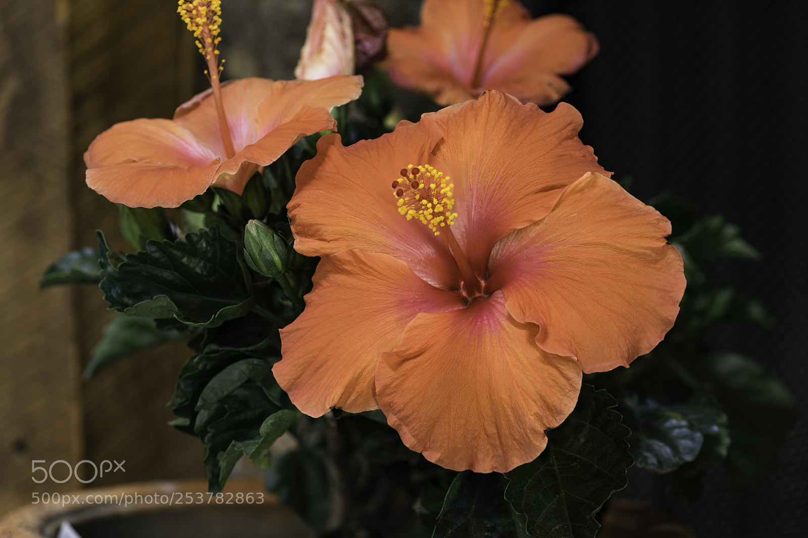 Nikon D5300 sample photo. Hello, my name is photography
