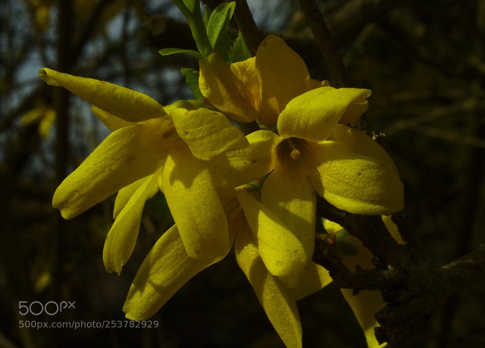 Pentax K-30 sample photo. Forsythia photography