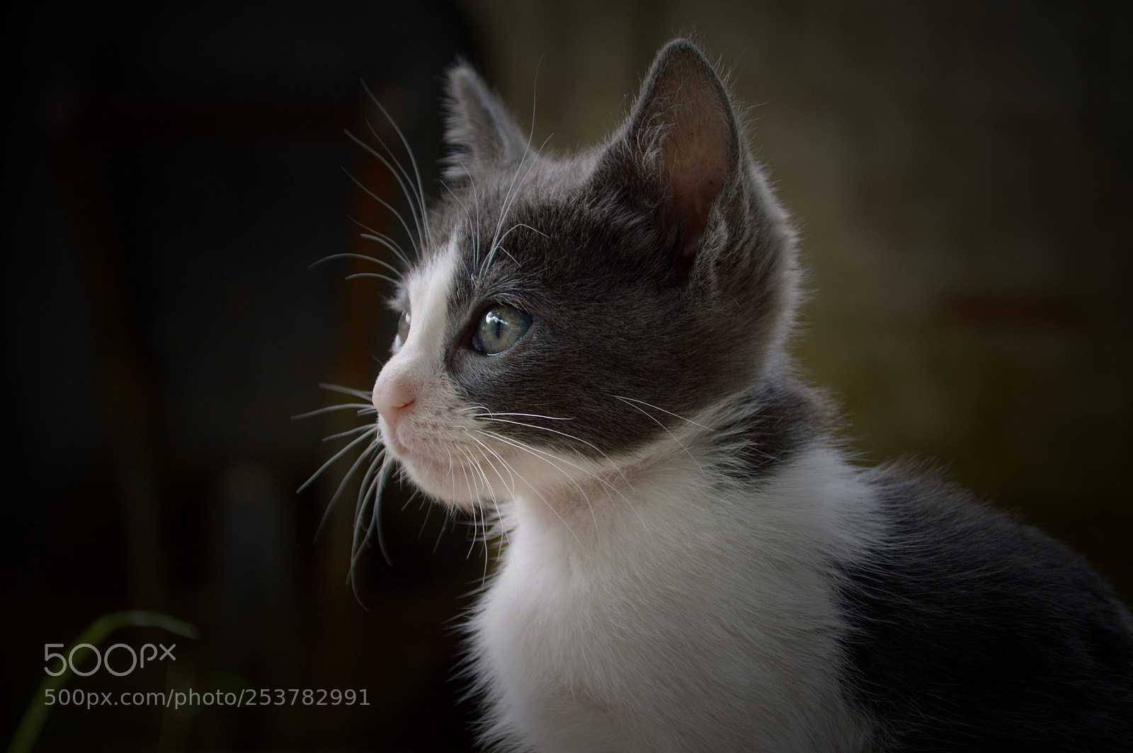 Nikon D3200 sample photo. A new friend photography
