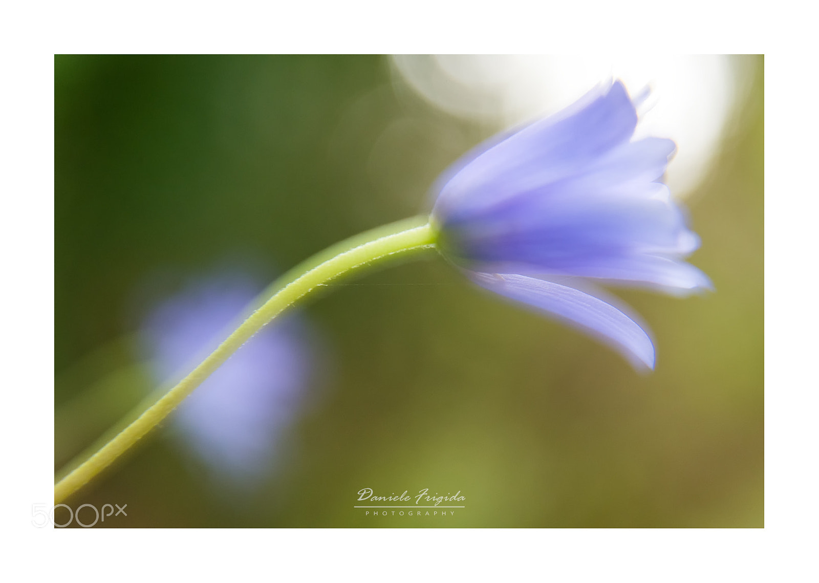 Nikon D610 sample photo. Anemone photography