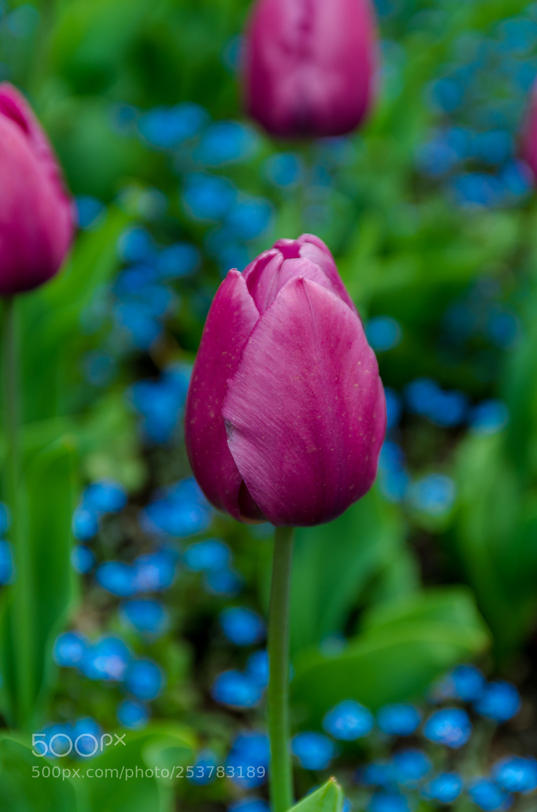Pentax K-50 sample photo. The beauty of tulips photography