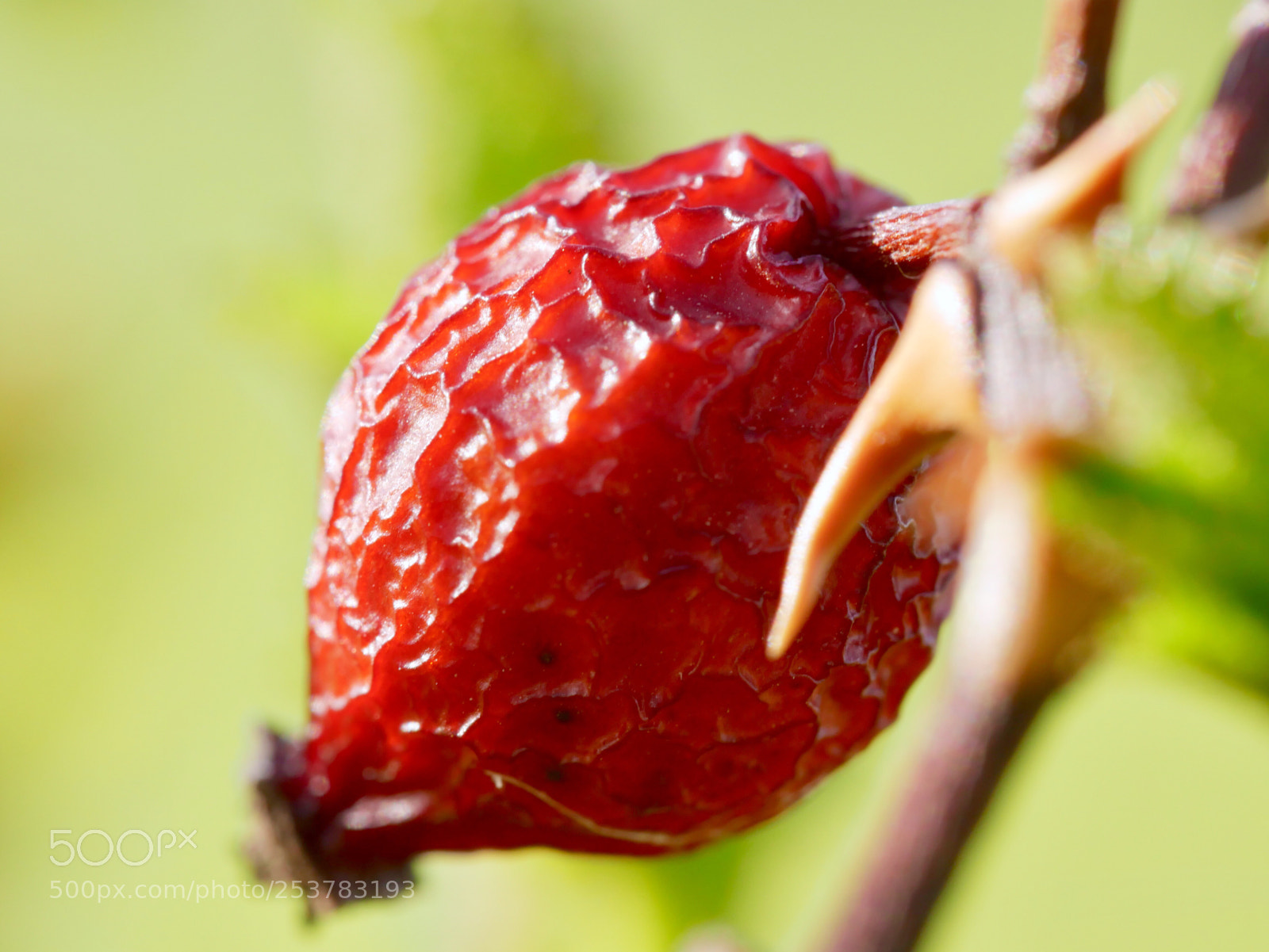 Panasonic Lumix DMC-GX85 (Lumix DMC-GX80 / Lumix DMC-GX7 Mark II) sample photo.  rosehip photography