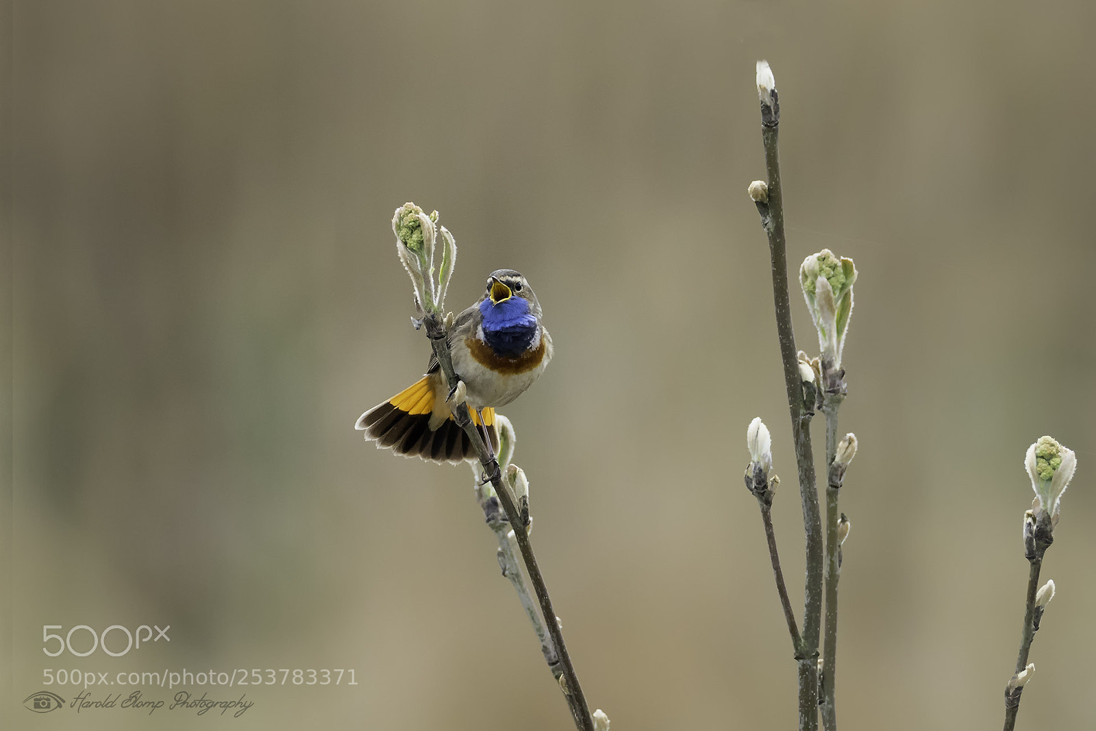 Olympus OM-D E-M1 Mark II sample photo. Bluethroat is singing photography
