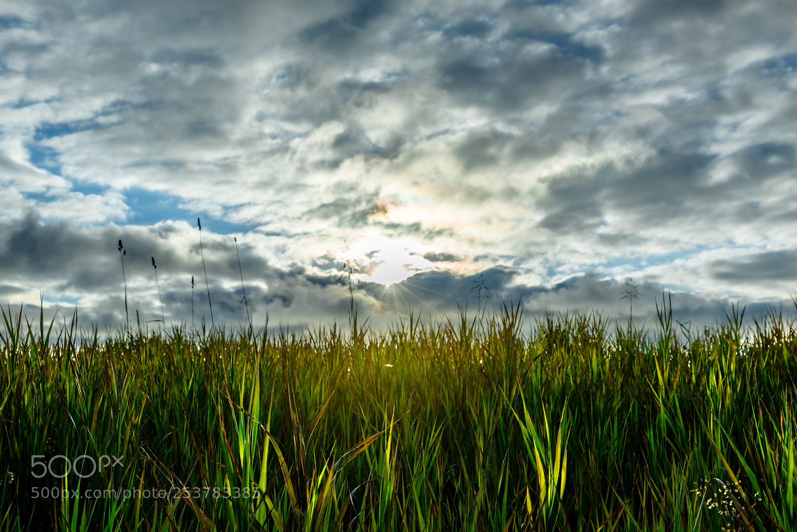 Nikon D810 sample photo. Blades of grass iceland photography