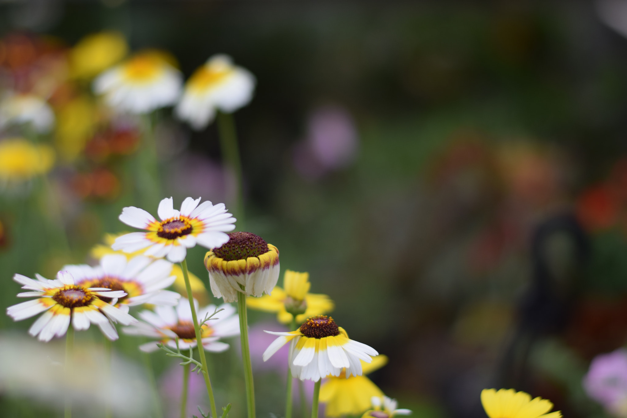 Nikon AF-S Nikkor 50mm F1.8G sample photo. Spring photography