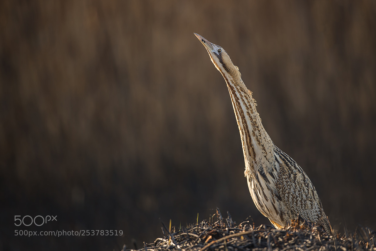 Nikon D5 sample photo. Eurasian bittern, b k photography