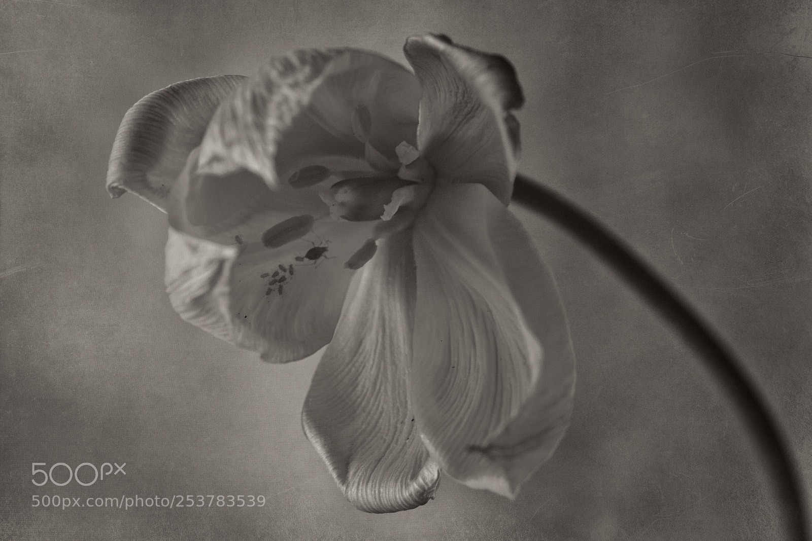 Canon EOS 70D sample photo. Una flor primaveral photography
