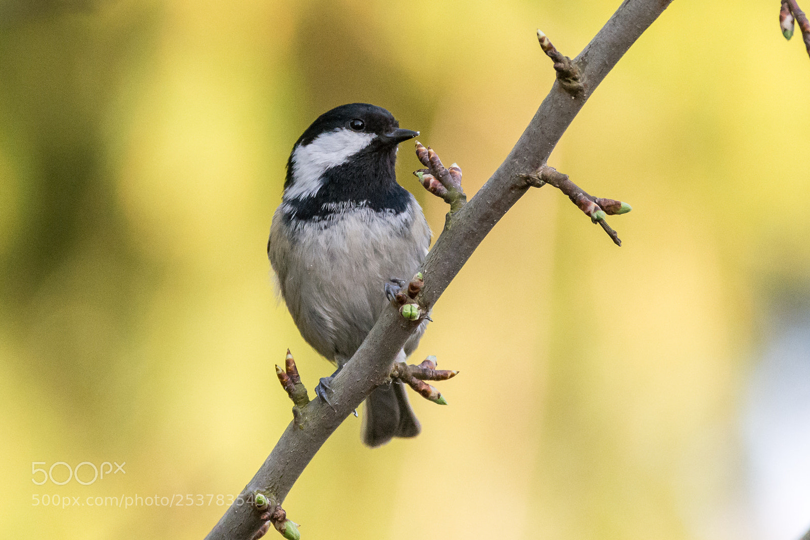 Nikon D7200 sample photo. Coal tit photography