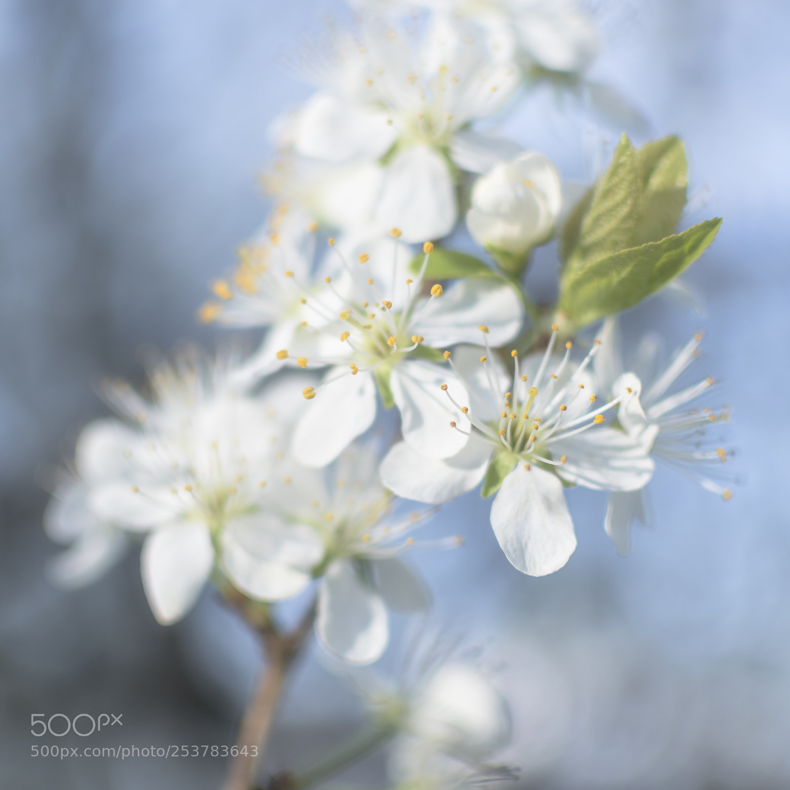 Nikon D500 sample photo. Cherry blossom in the photography
