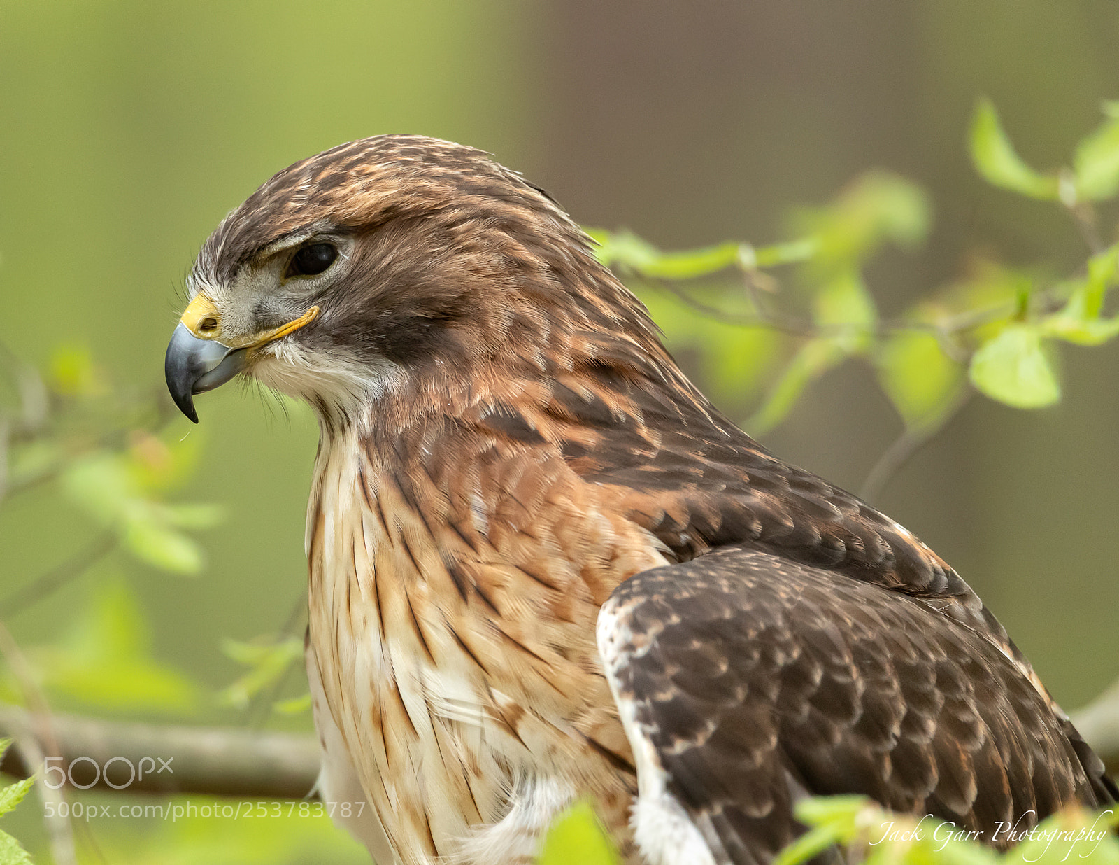 Canon EOS-1D X Mark II sample photo. Red-tailed hawk profile photography