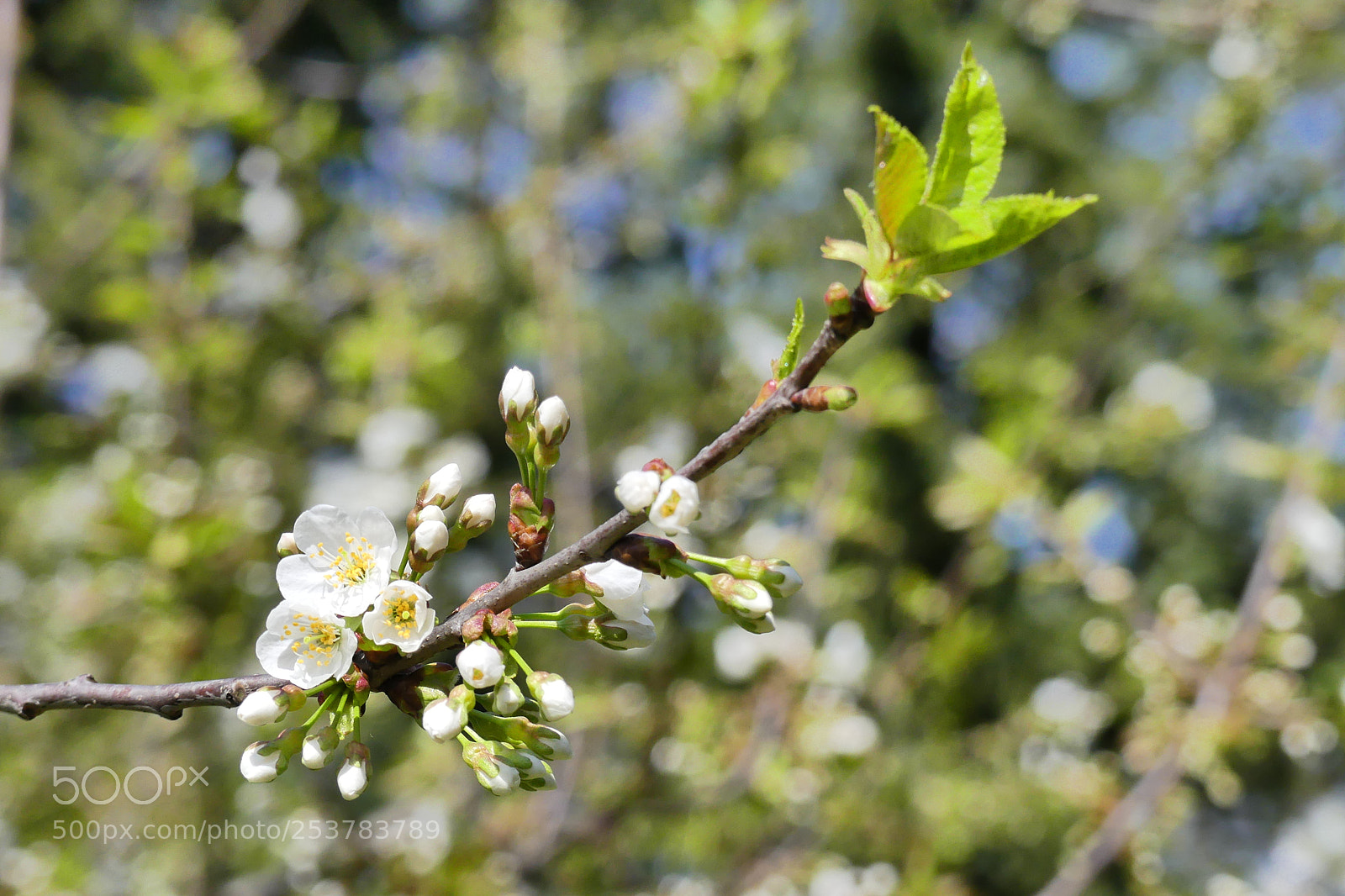 Panasonic Lumix DMC-FZ300 sample photo. Bloom bokeh photography