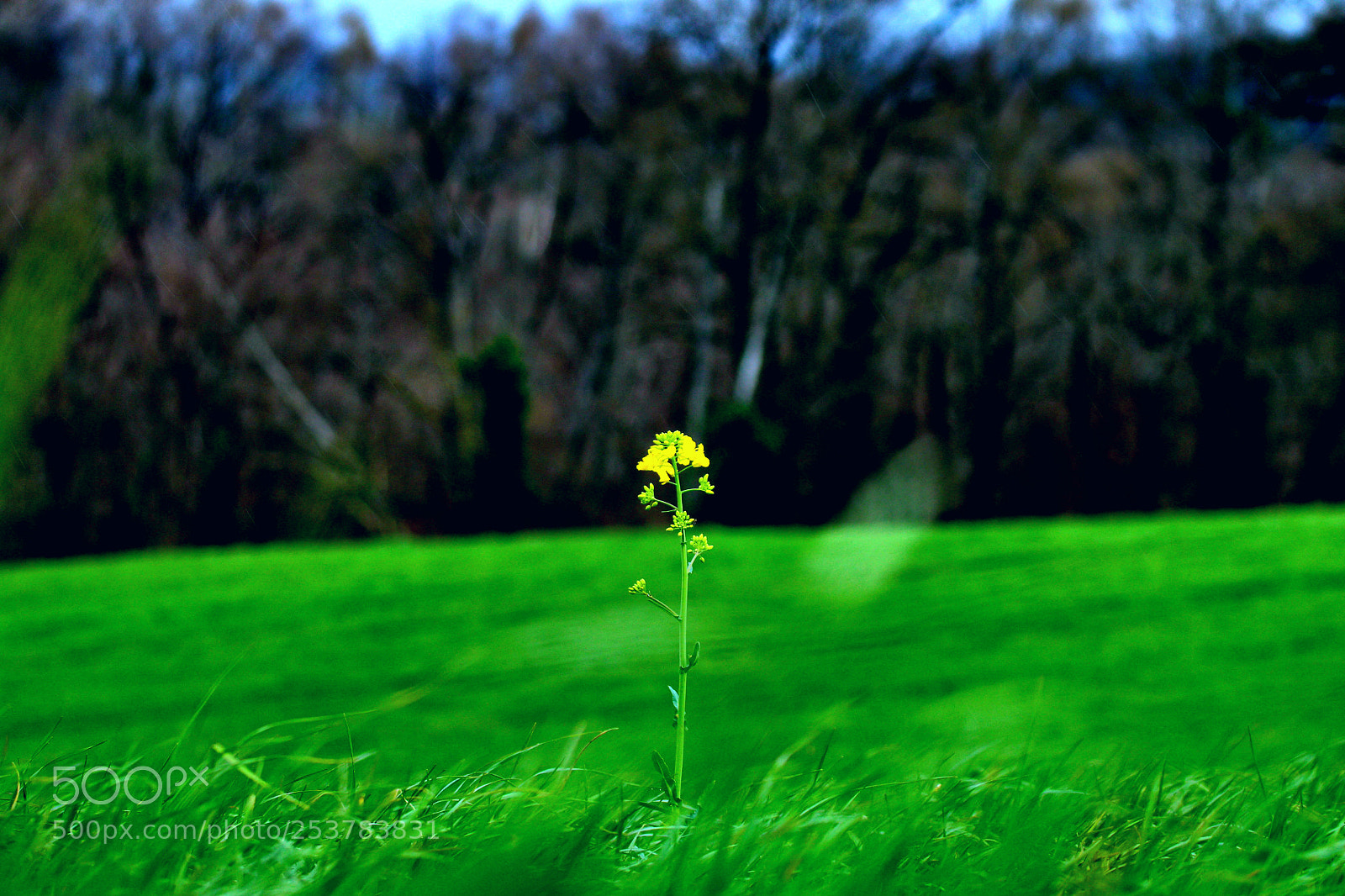 Canon EOS 70D sample photo. Flower photography